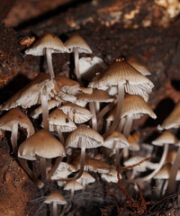 Mycena yuulongicola