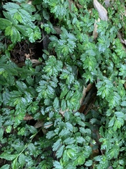 Elatostema obtusum trilobulatum