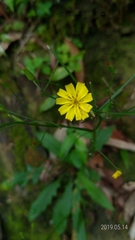 Ixeridium laevigatum