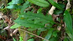 Ixeridium laevigatum