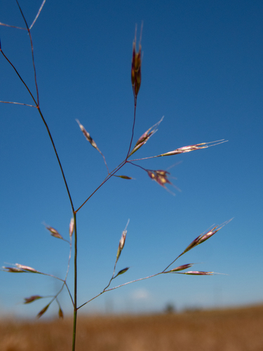Deschampsia danthonioides iNat (3)
