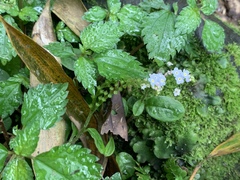 Trigonotis formosana