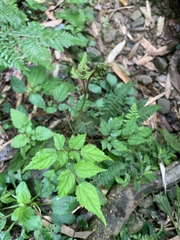 Astilbe longicarpa