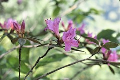 Rhododendron rubropilosum