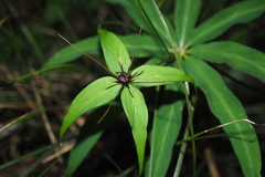 Paris polyphylla stenophylla