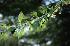 Prinsepia scandens