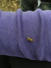 Rhabdomiris striatellus