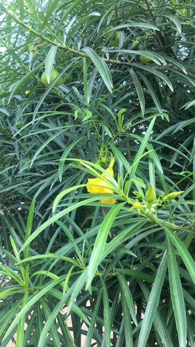 Be-still tree