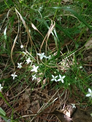 Moehringia muscosa