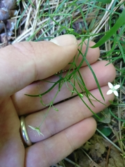 Moehringia muscosa