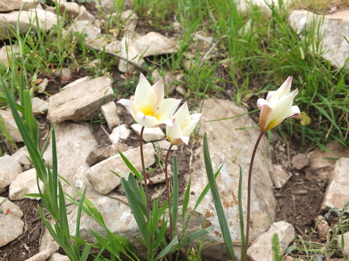 Tulipa sylvestris