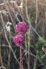 Allium ampeloprasum