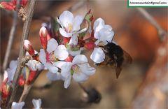 Anthophora villosula