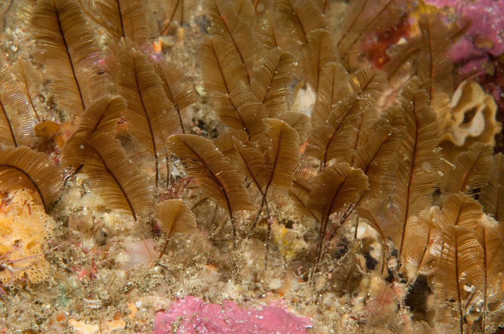 Gymnangium ascidioides