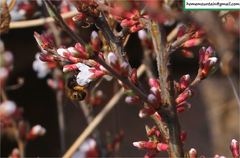 Anthophora villosula