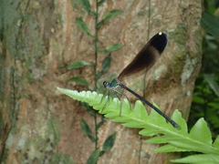 Psolodesmus mandarinus mandarinus