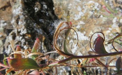 Epilobium minutum