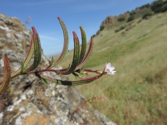 Epilobium minutum