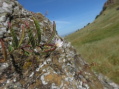 Epilobium minutum