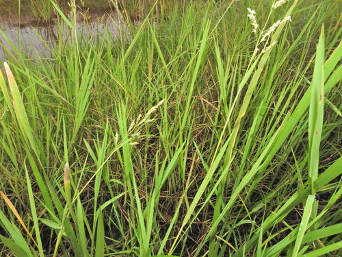 Image of Leersia hexandra by (c) Scott W. Gavins, some rights reserved (CC BY)
