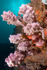 Pyura spinifera