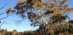 Eucalyptus leucoxylon leucoxylon