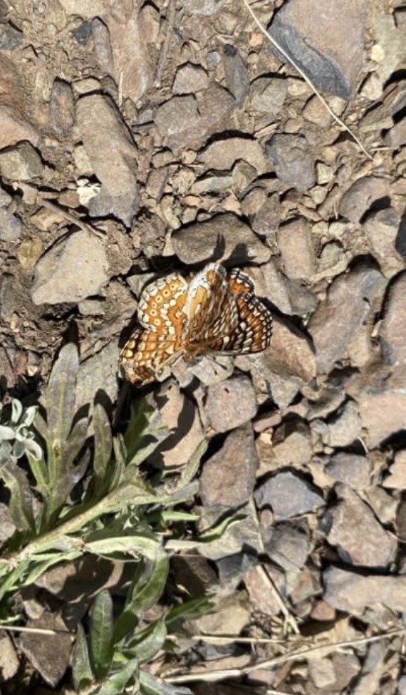 Marsh Fritillary