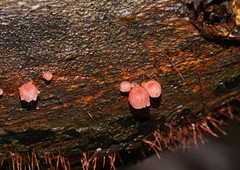 Mycena roseoflava