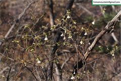 Lonicera elisae