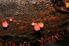 Mycena roseoflava
