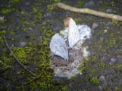 Celastrina lavendularis himilcon