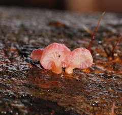 Mycena roseoflava