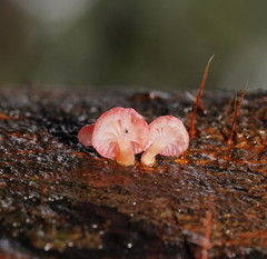 Mycena roseoflava