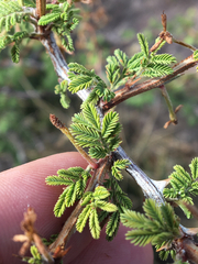 Mimosa aculeaticarpa biuncifera