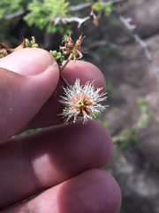 Mimosa aculeaticarpa biuncifera