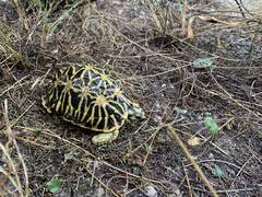 Geometric Tortoise photo 2