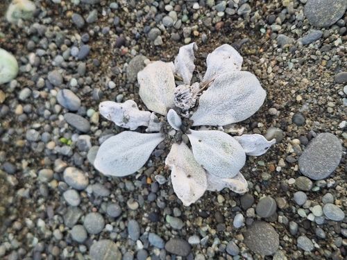 Image of Craspedia thinicola by (c) Oscar Dove, some rights reserved (CC BY)