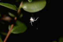 Ordgarius magnificus