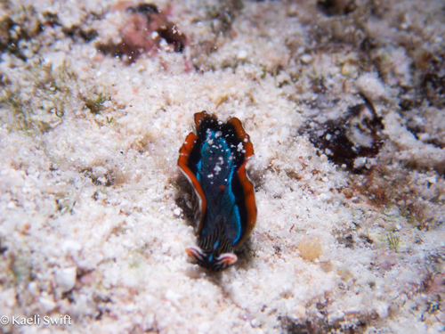 Photo of Bayer's thuridilla (Thuridilla bayeri)