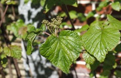 Viburnum betulifolium