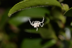 Ordgarius magnificus