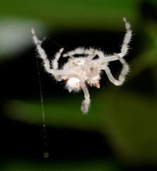 Ordgarius magnificus