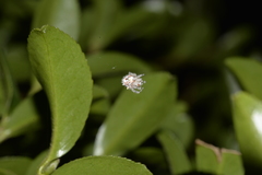 Ordgarius magnificus