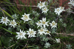 Leontopodium microphyllum