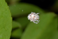 Ordgarius magnificus