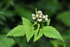 Valeriana flaccidissima