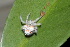 Ordgarius magnificus