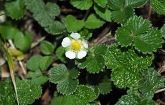 Fragaria hayatae