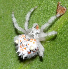 Ordgarius magnificus