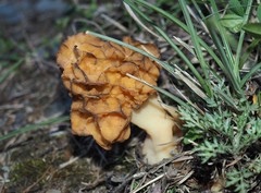 Morchellaceae